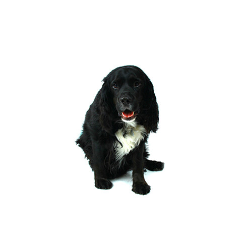 Bürohund Balu.