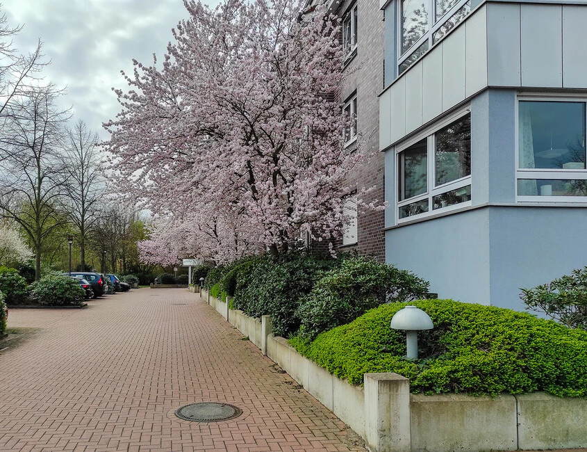 Wohnblock mit Kirschblütenbaum.