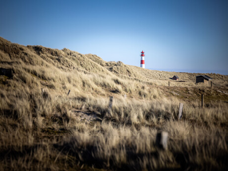 Ein rot-weißer Leuchtturm steht auf einem entfernten Hügel zwischen Sanddünen und trockenem Gras unter einem klaren blauen Himmel.