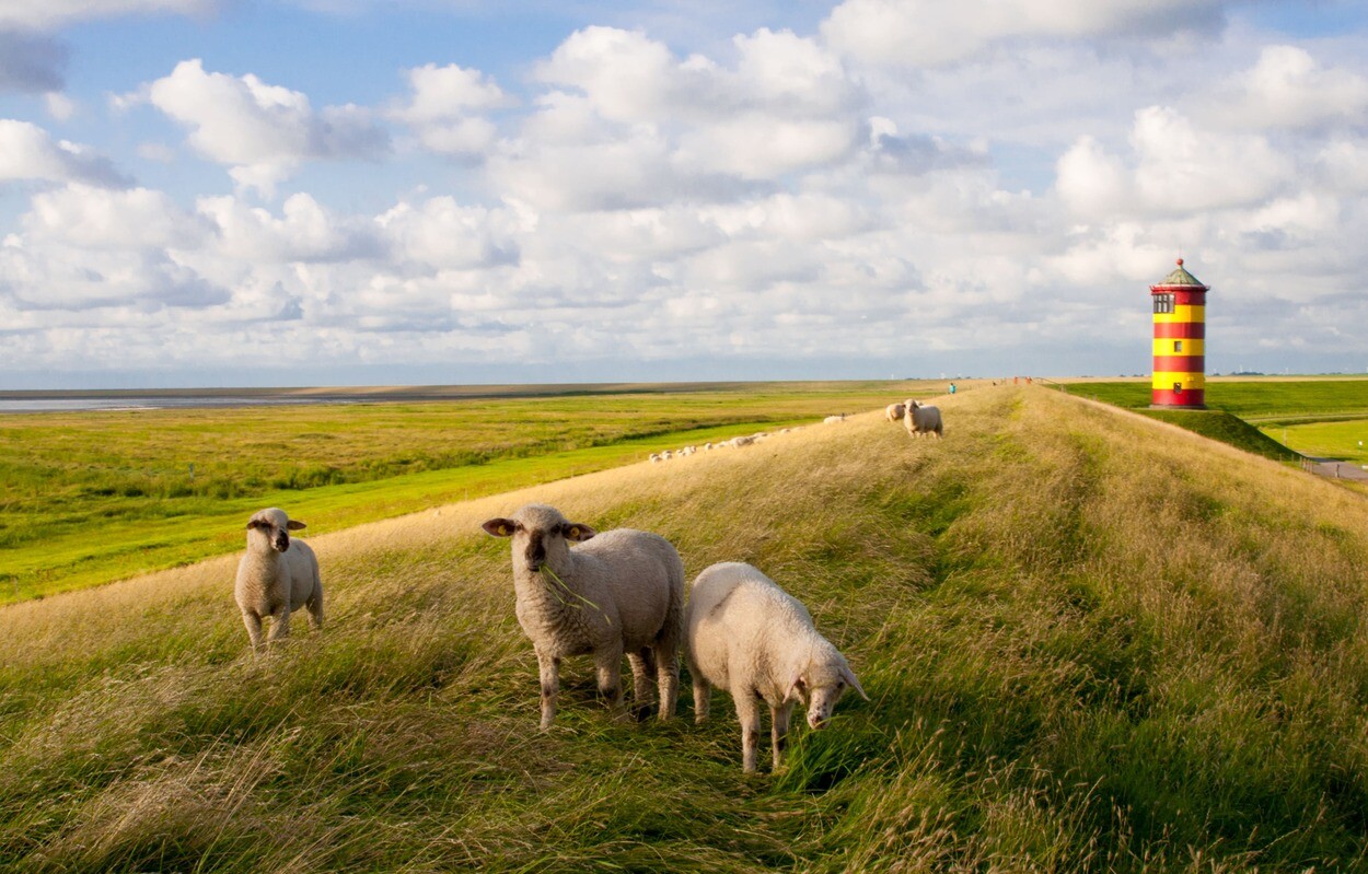 Schafe an der Nordsee