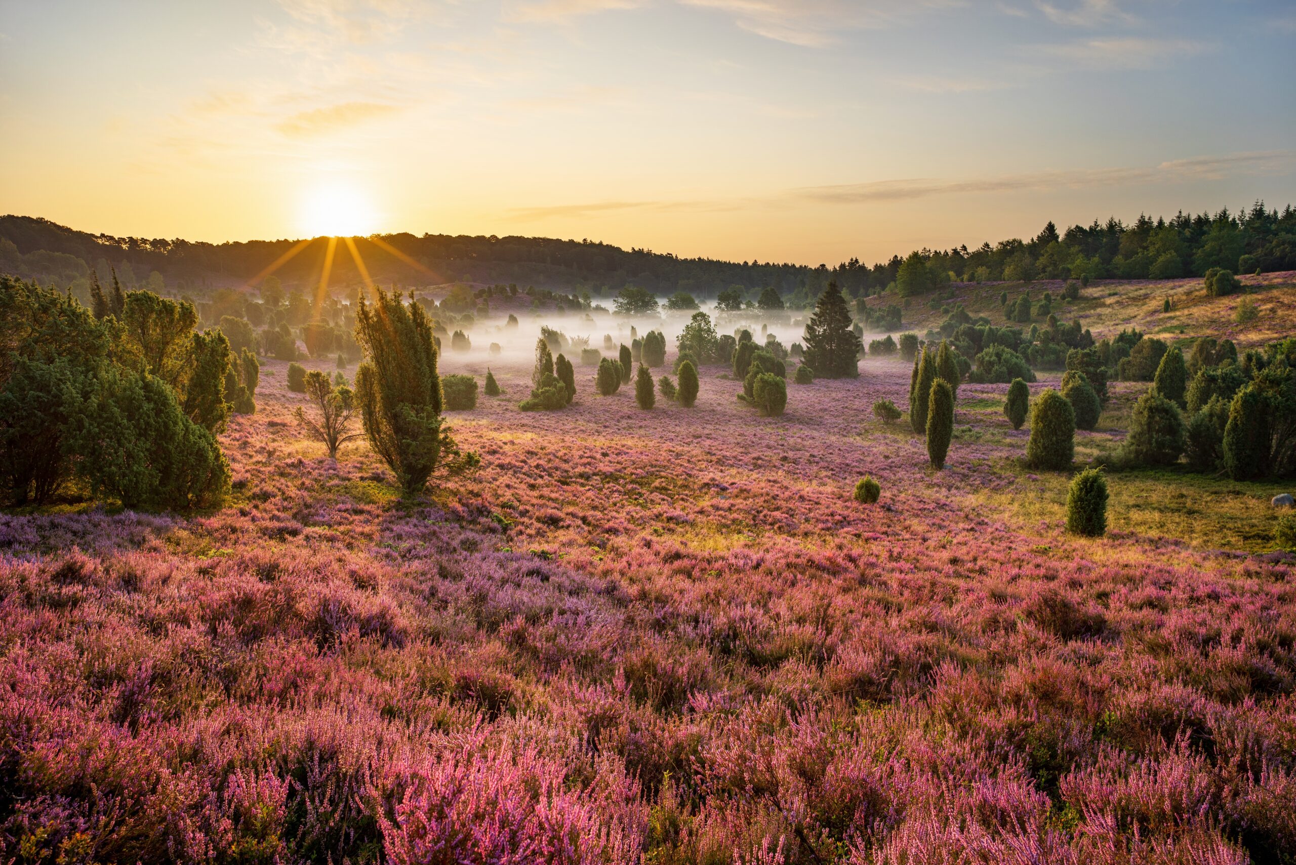 Sonnenaufang auf der Lüneburger Heide