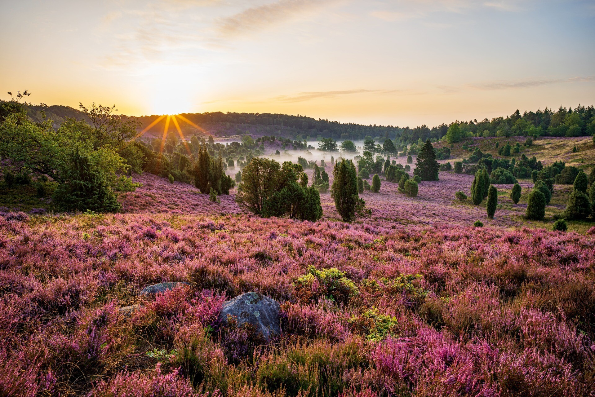 Sonnenuntergang in der Lüneburger Heide