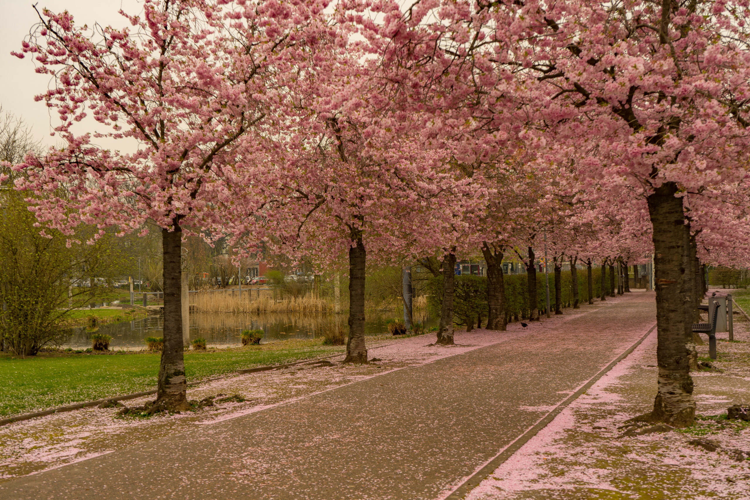 Kirschblüten in Kaarst