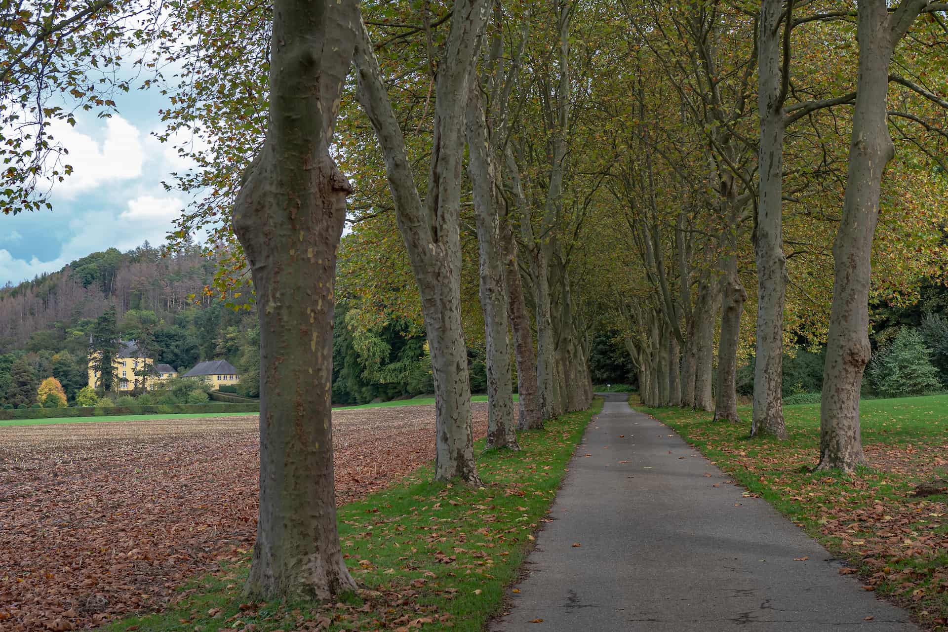 Allee in Odenthal