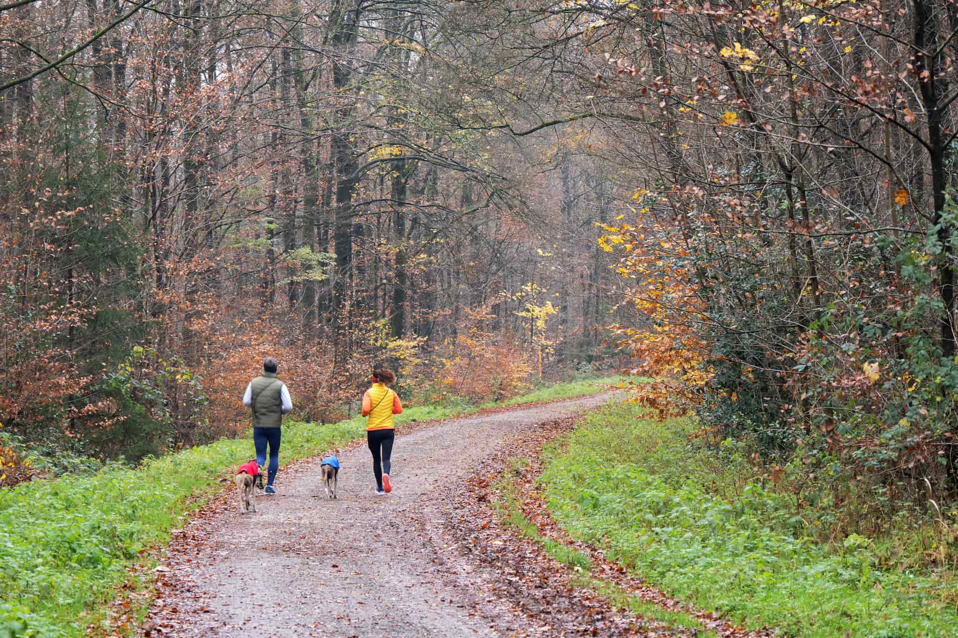 Waldweg in Rösrath