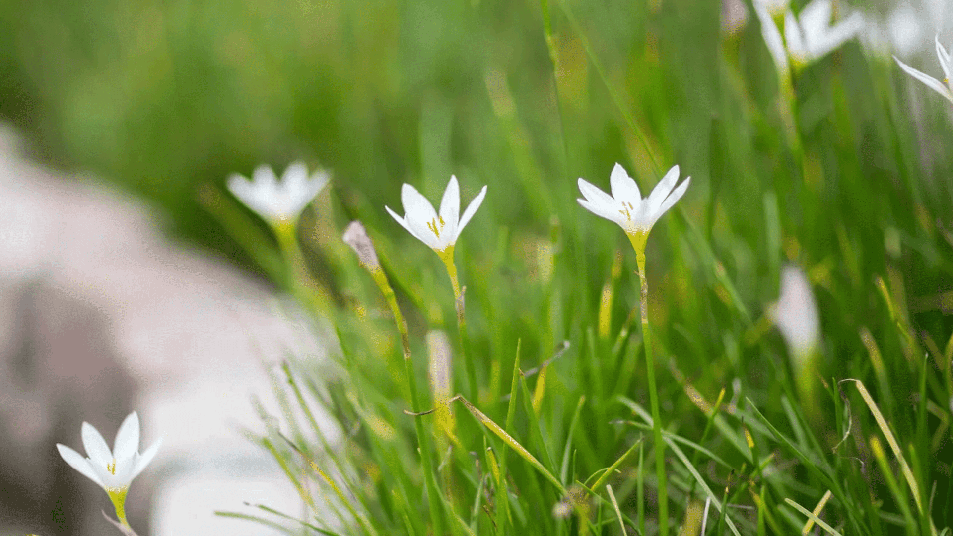 Immobilienmakler Blumen auf einer Wiese