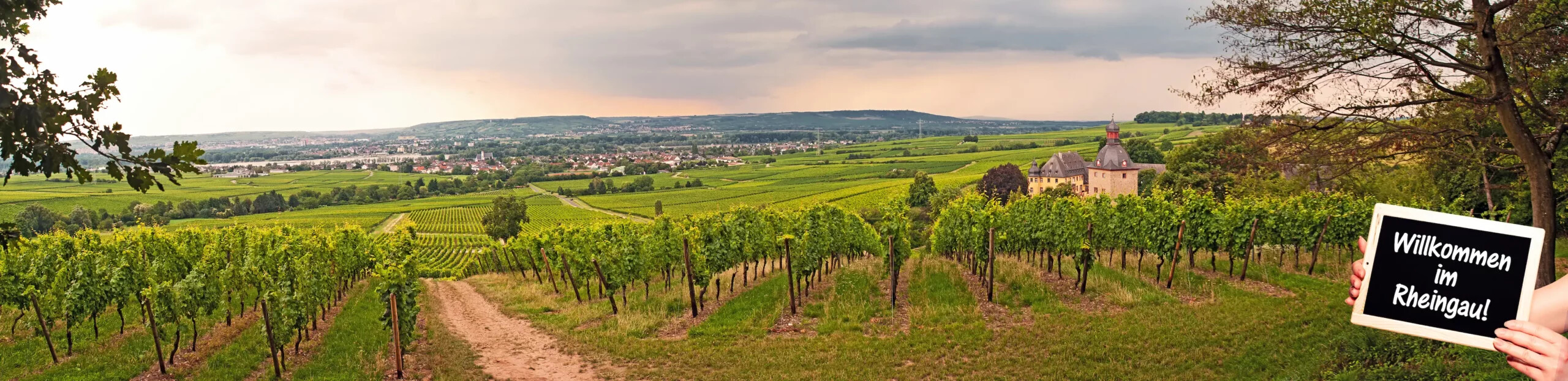 Weinberge mit einer Hand, die ein Willkommen im Rheingau!-Schild hält.