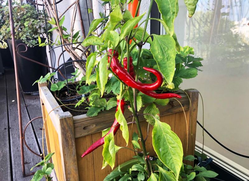 Pflanze mit roten Paprikaschoten.