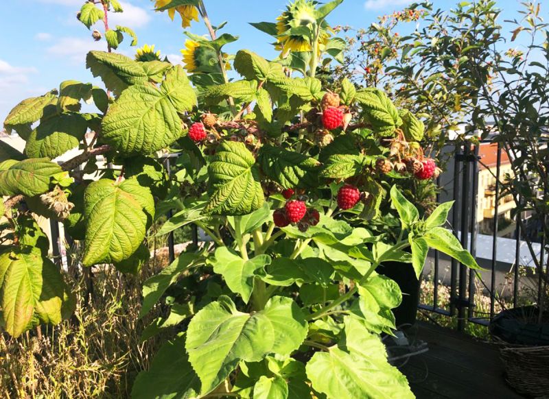 Himbeerpflanze mit roten Beeren und grünen Blättern auf einer Dachterrasse.