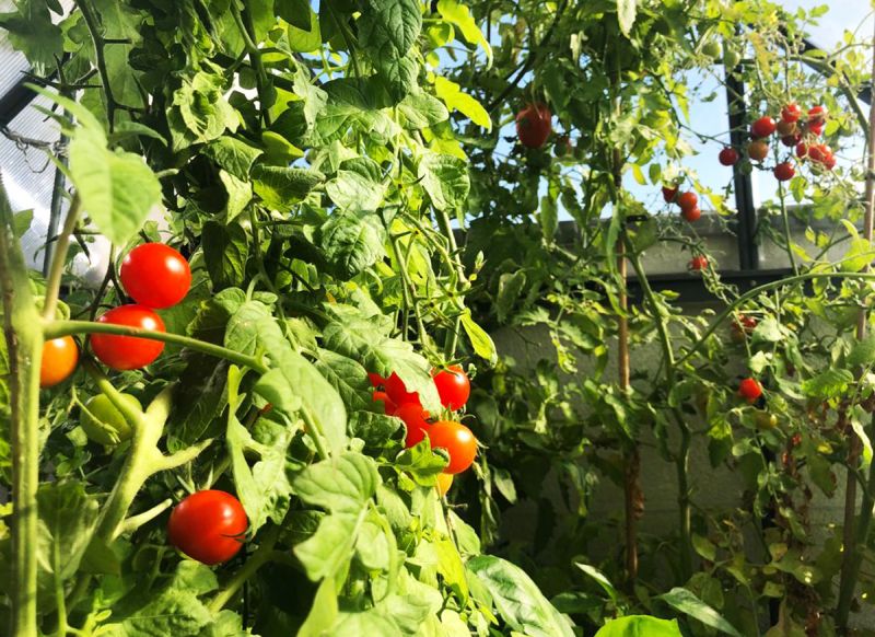 Rote Tomaten an grünen Reben im sonnigen Gewächshaus.