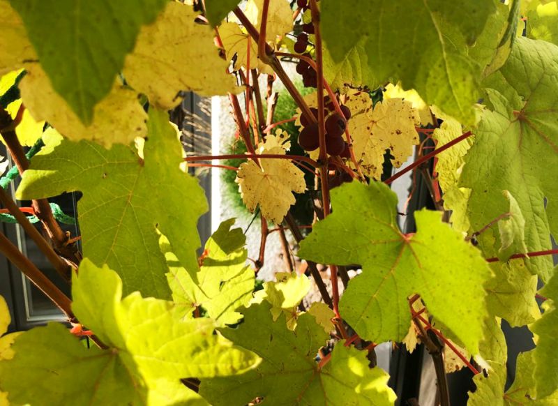 Das Sonnenlicht fällt durch die Blätter der Weinrebe und die dunklen Weintrauben.