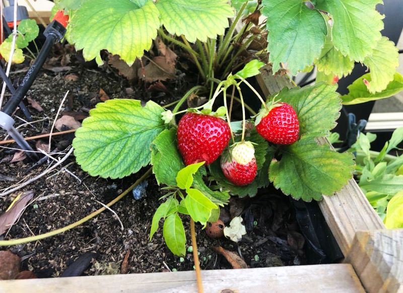 Drei reife und eine unreife Erdbeere an grüner Pflanze.