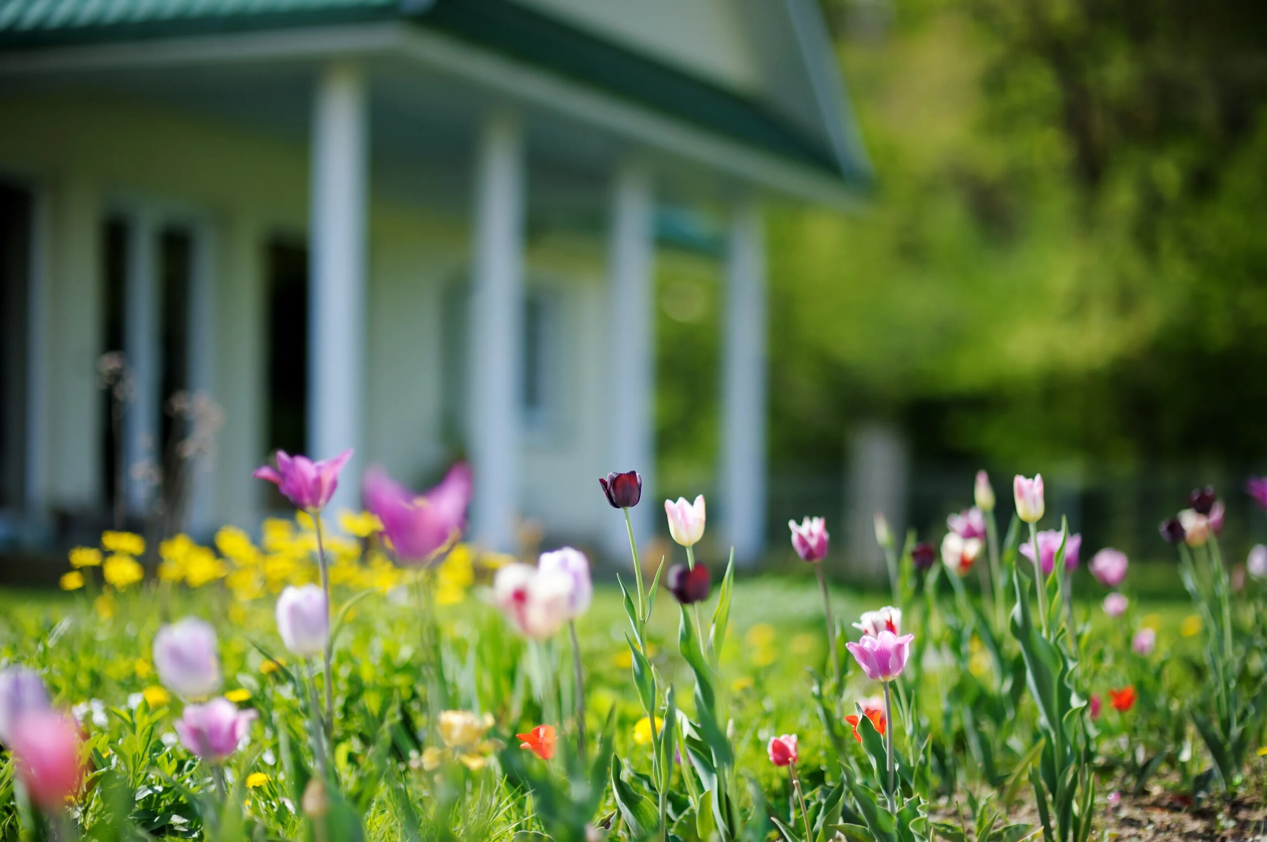 Blumen Garten
