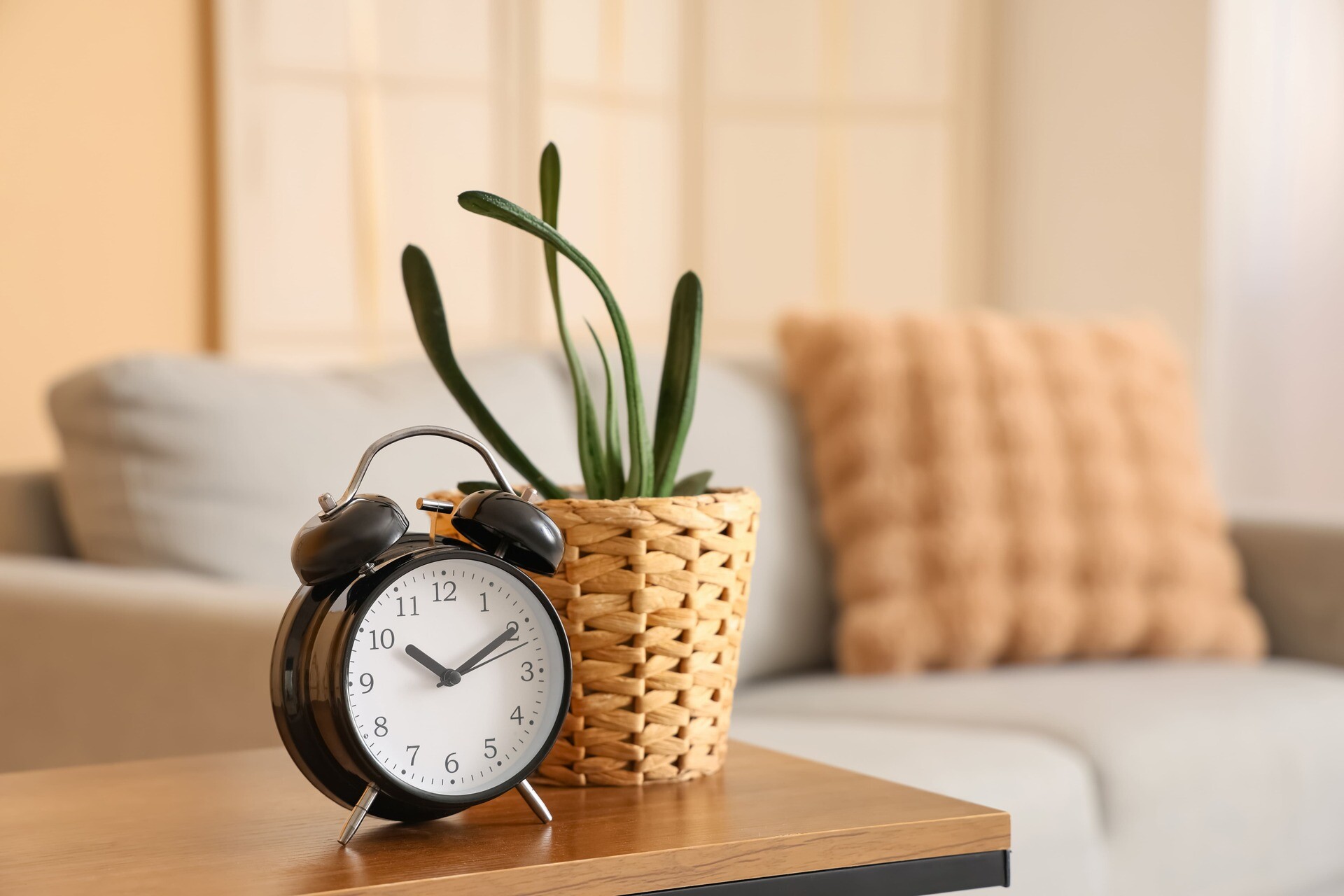 Wecker neben Pflanze in Wohnzimmer