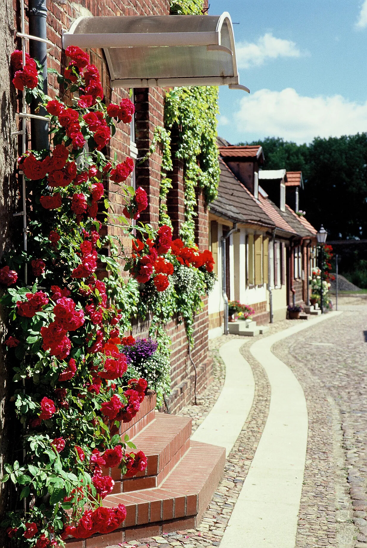 Rote Rosen an Backsteinhaus, Kopfsteinpflasterstraße, Blumenkästen.