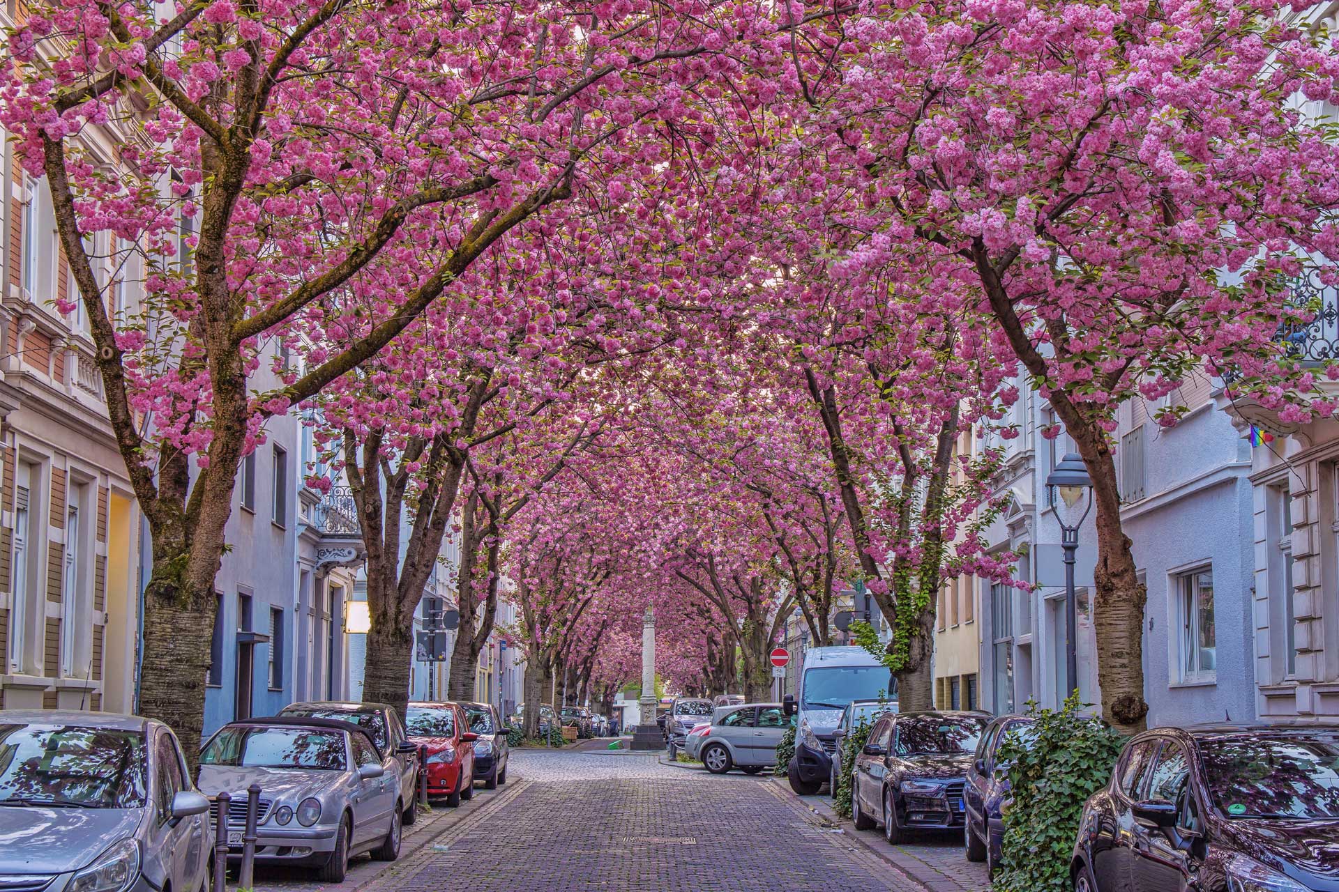 Allee in Bonn mit blühenden Kirschbäumen: Beliebteste Stadtteile