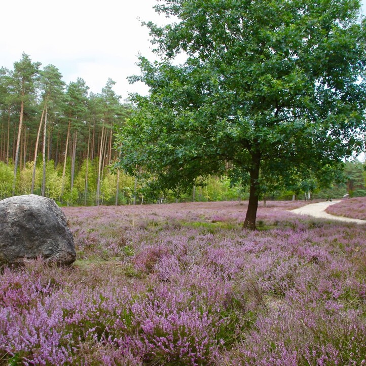 Lavendelfelder in der Lüneburger Heide im Landkreis Celle