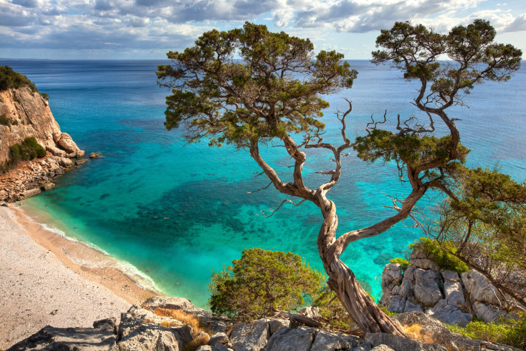 Alter Baum mit Blick auf eine Bucht