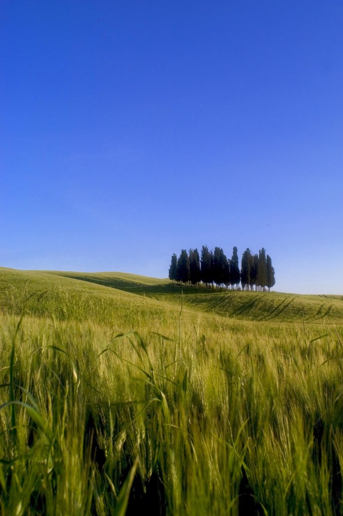 Wiesen und Bäume in der Toskana