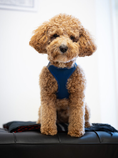 Hund Bailey von Victor Investment