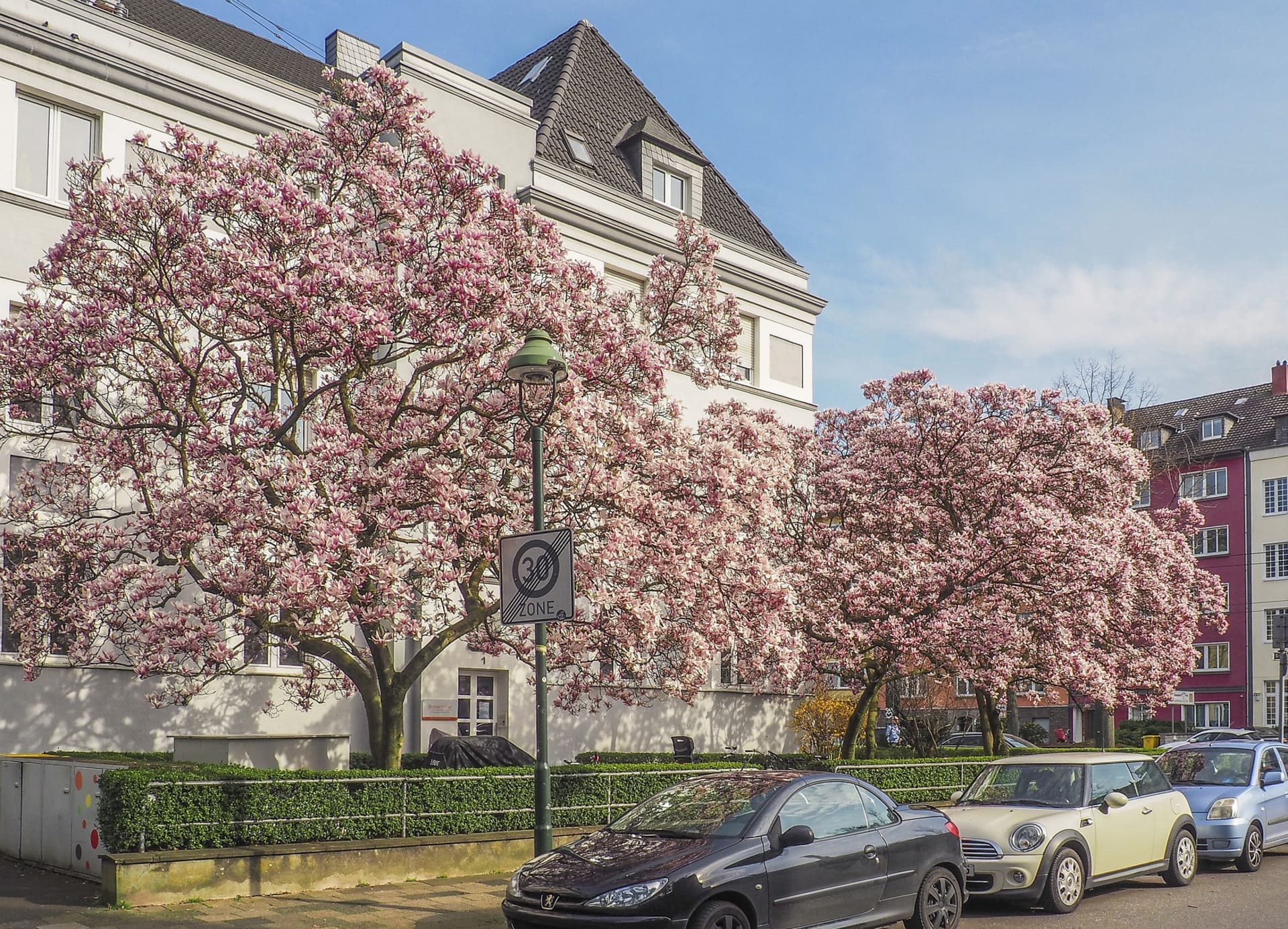 Magnolienbäume mit rosa Blüten vor weißen Häusern bei Sonne: Waldshut im Frühling