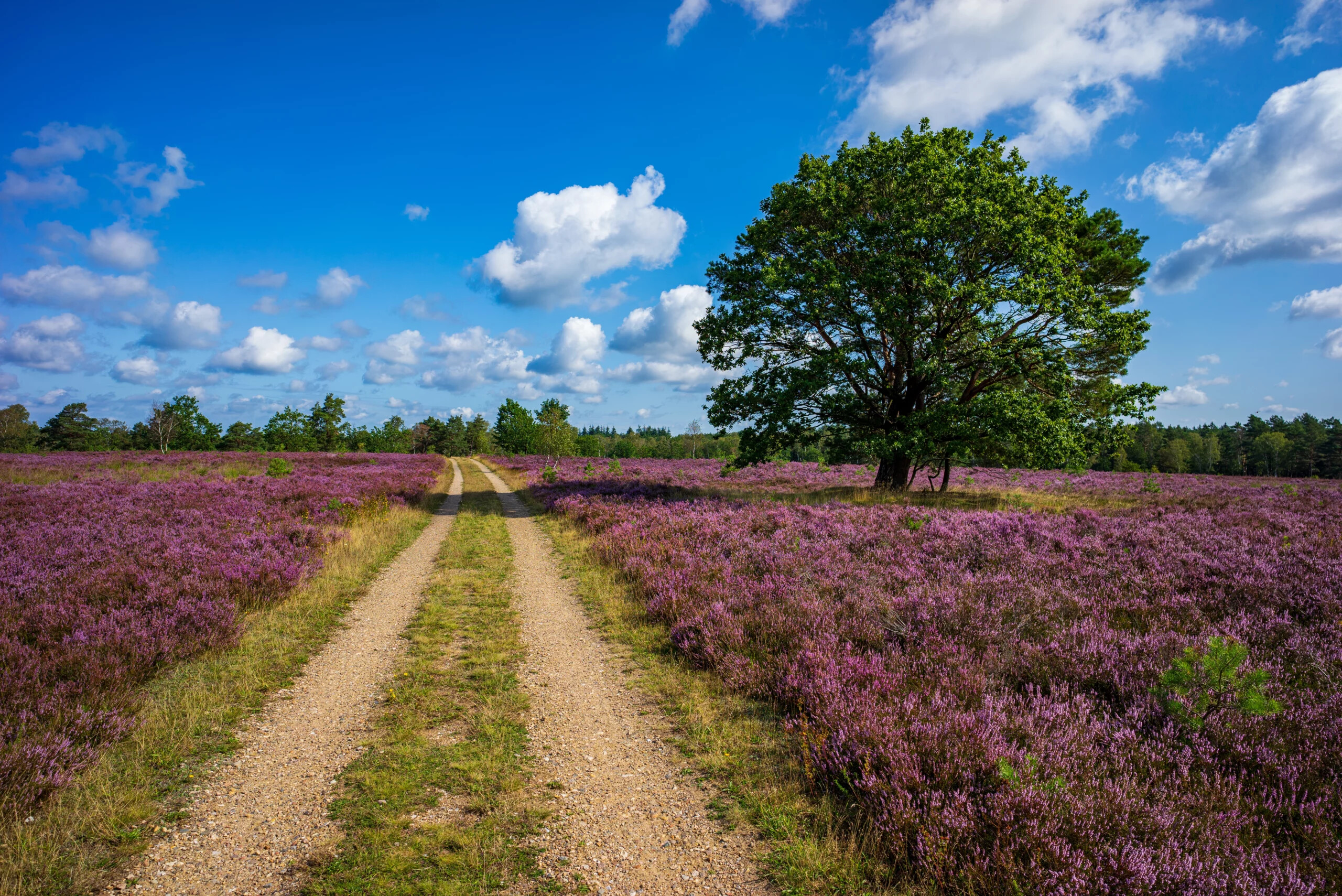 Heide im Sommer