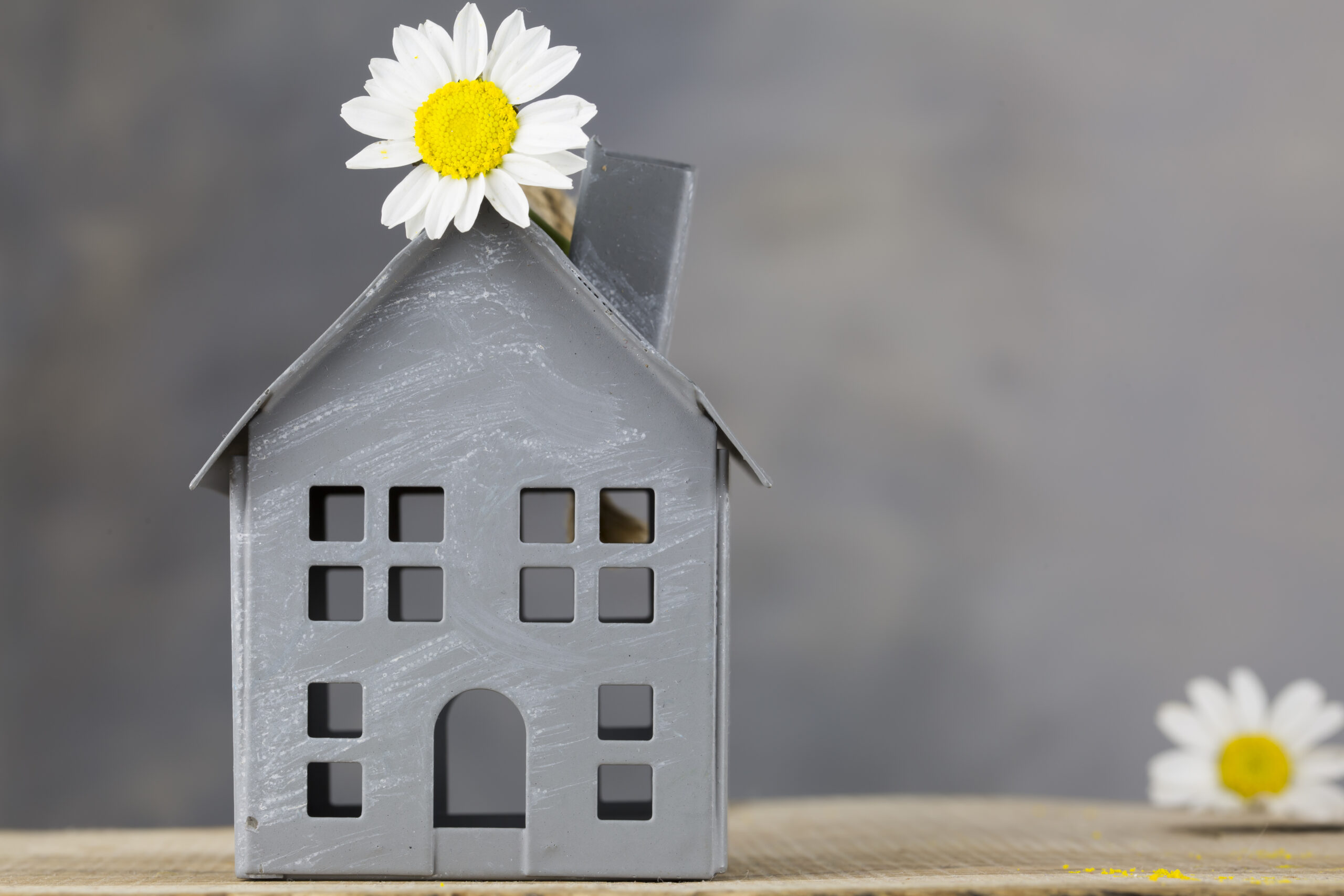 Mini haus mit Blume