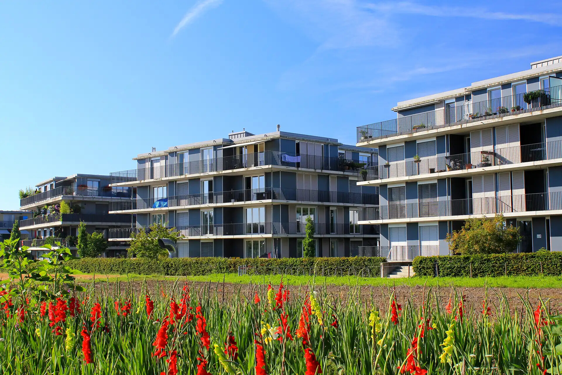 Moderne Wohnungen mit Balkonen, Hecken und roten Blumen vor blauem Himmel.