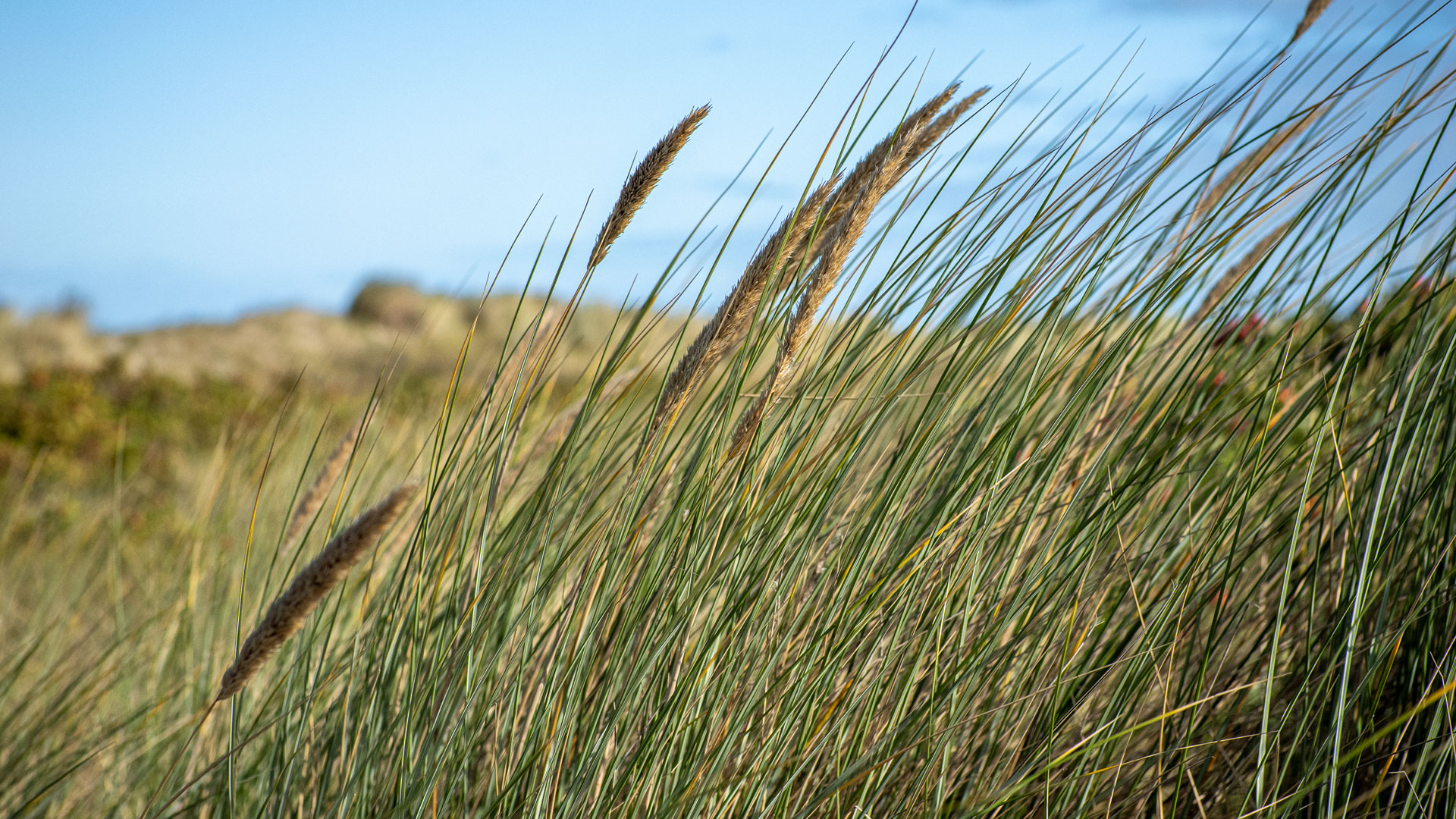 Gras wiegt sich unter blauem Himmel; unscharfe Sanddünen im Hintergrund.
