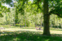 "Wunderschöne, sehr ruhige 2 Zimmer-Altbauwohnung mit Balkon am Stadtpark Steglitz, frei" - Stadtpark