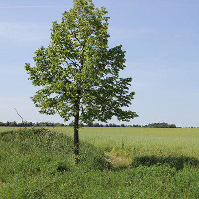 Schönes Grundstück mit Baugenehmigung in Zinnowitz
